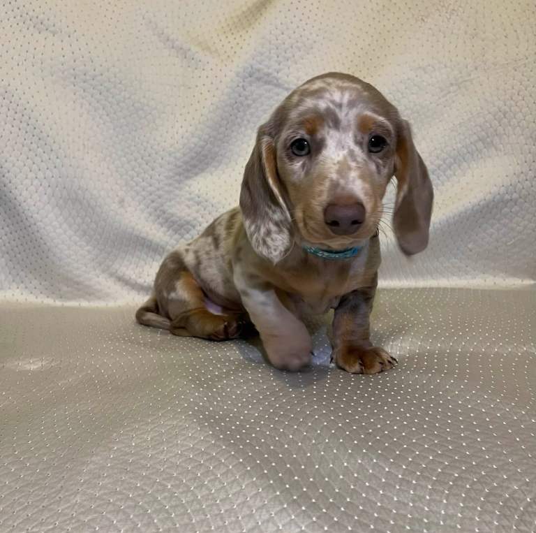 Dachshund 