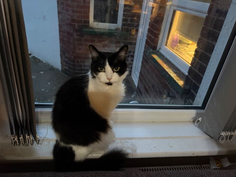 2 Cats for sale