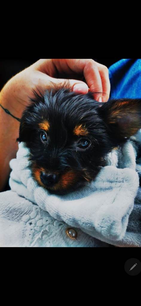 Yorkshire terrier pup