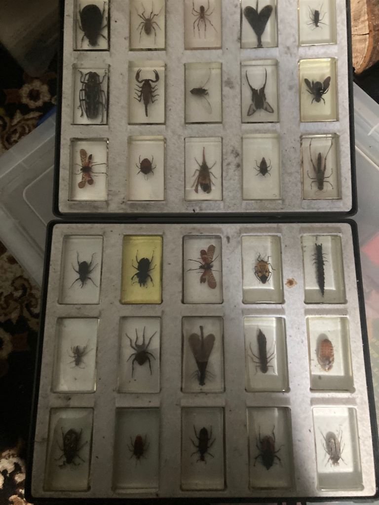 2 cases of spiders scorpions Beatles in amber