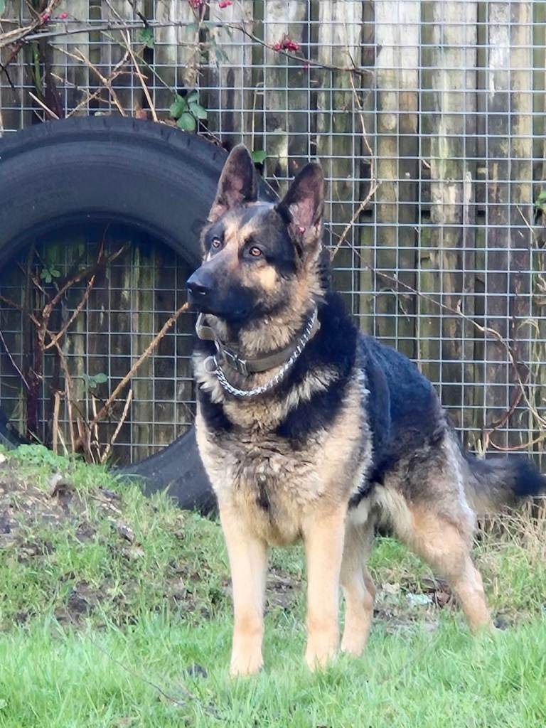 German shepherd male