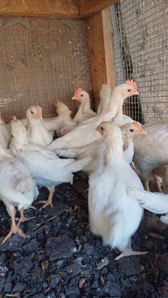 Chicken White Leghorns roosters