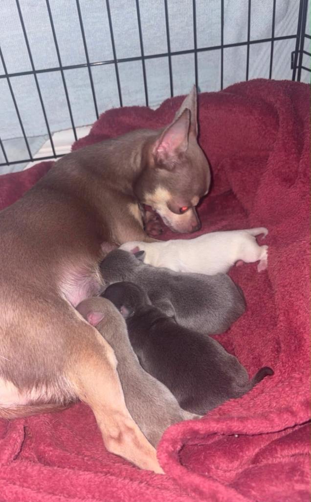 Chihuahua puppies for sale