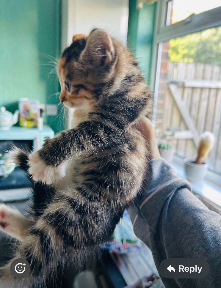 Two tabby and ginger kittens 