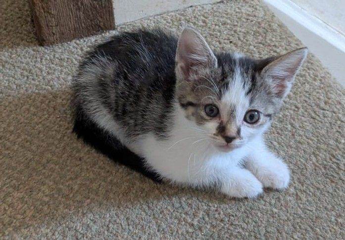 Kittens for sale. Friendly, ready for loving homes