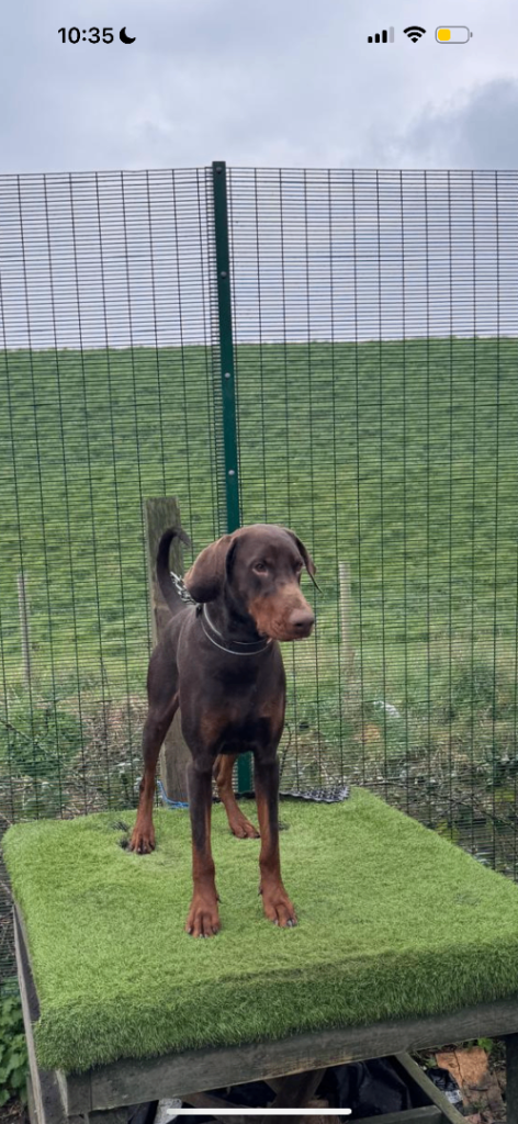 Dobermann Dog looking forever home ❤️
