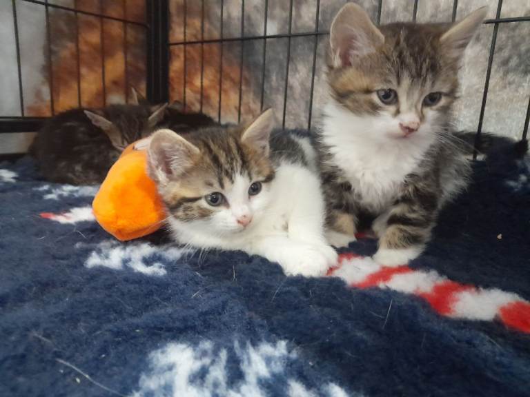 Beautiful Kittens Vaccinated