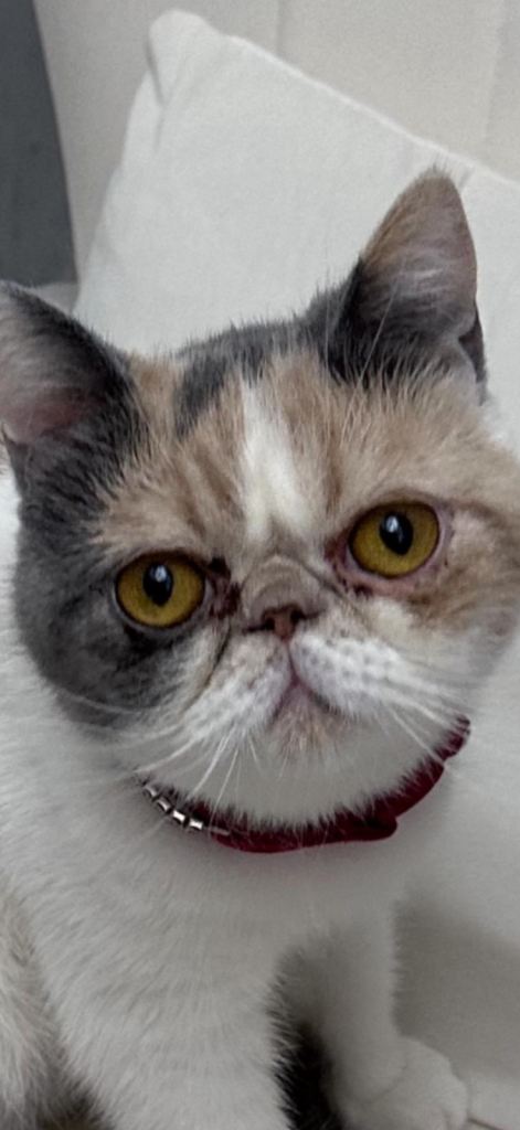 Persian Kittens Last Ginger Boy