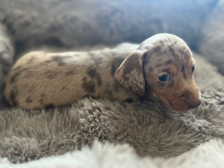 DACHSHUND PUPPIES 