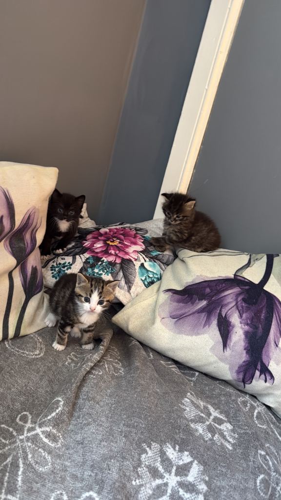 3x Mixed Kittens