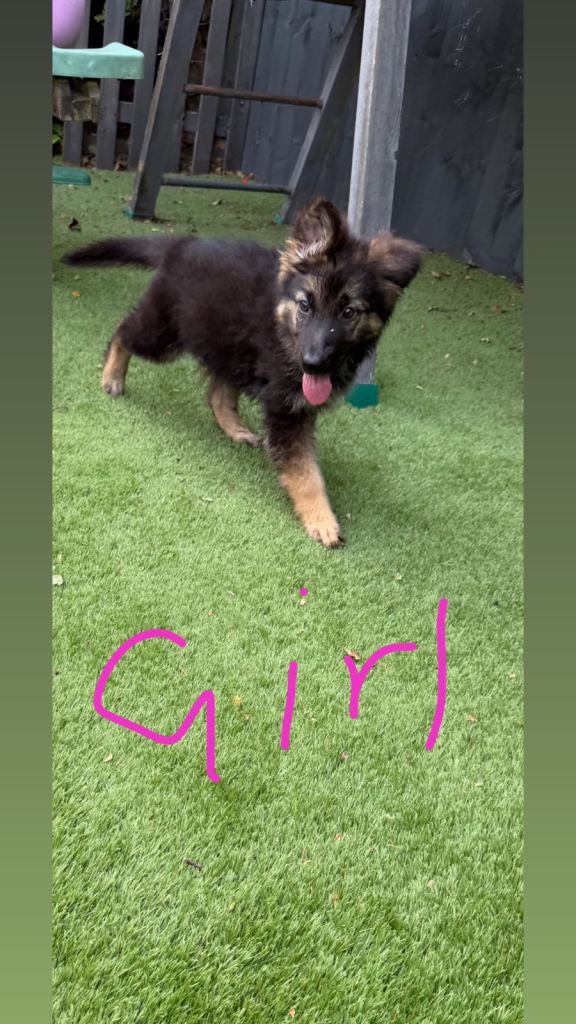 German shepherd puppies