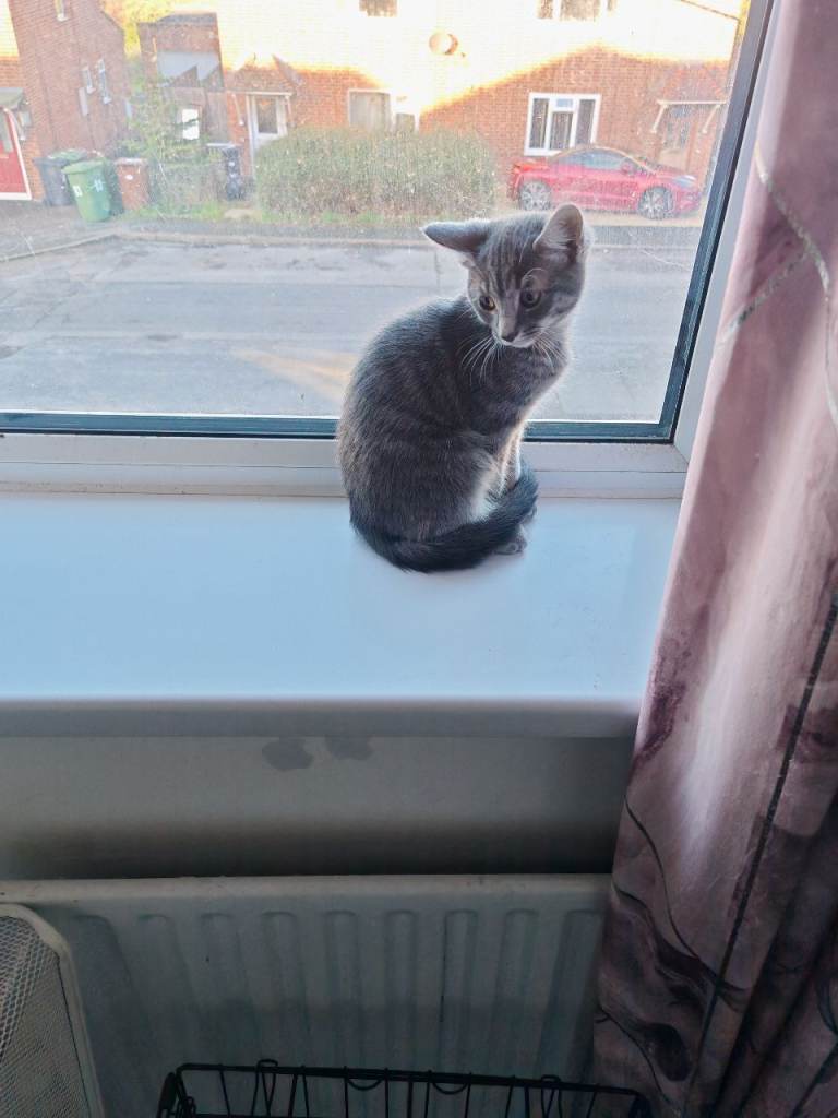 Kittens for sale. Grey boy/tabby girl £150 each.