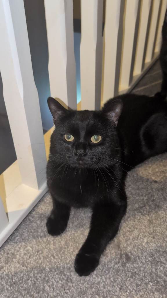 TWO MALE CATS FOR SALE !