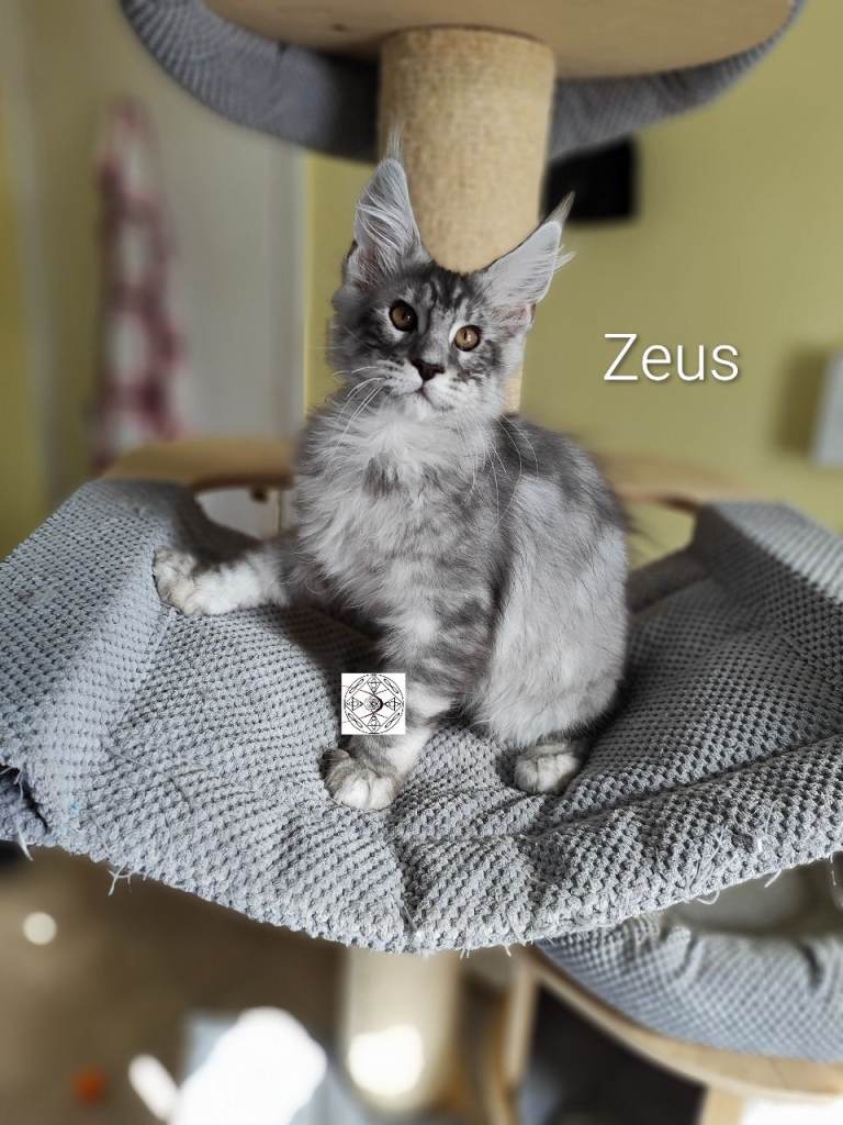 XXL maine coon boy and girl 