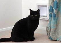 Sureflap microchip cat flap