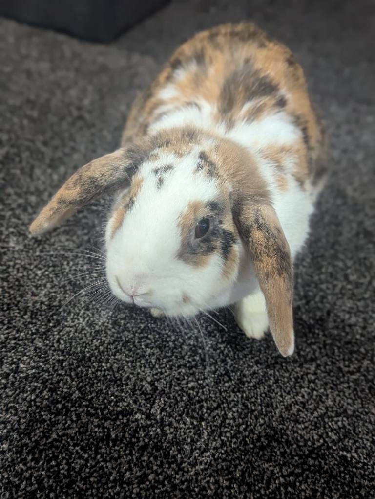 Beautiful little rabbit girl 