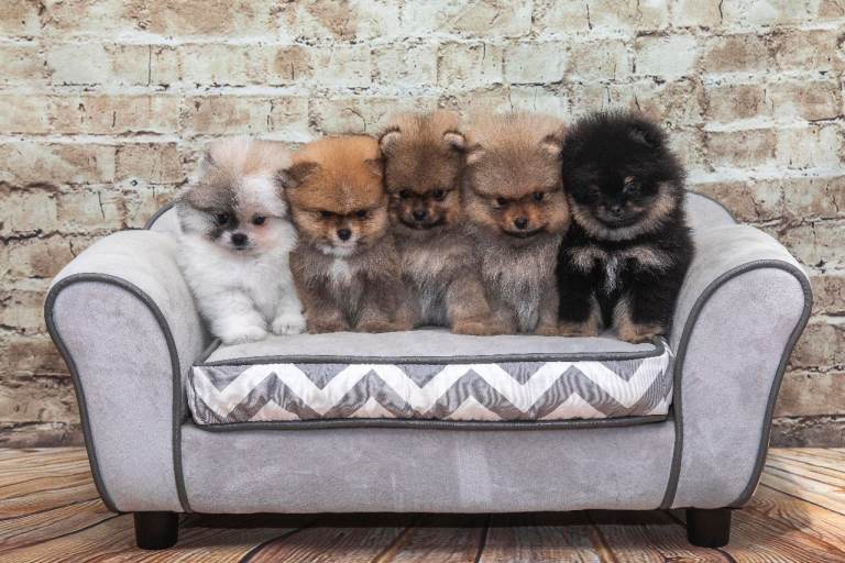Beautiful Pomeranian Puppies – Boys & Girls