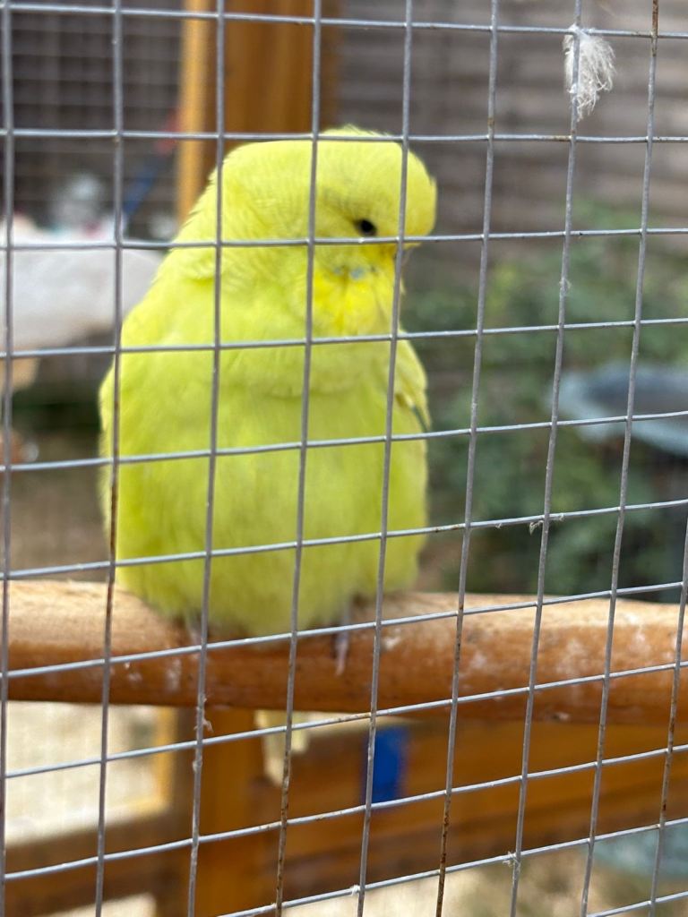 Cockatiels Rosellas and budgies 
