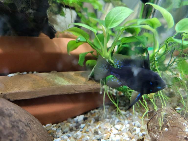 UPDATED - Plecos & Rams available