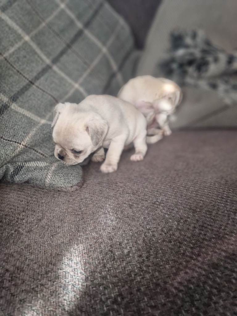 Full pedigree pig pups not kc registered 