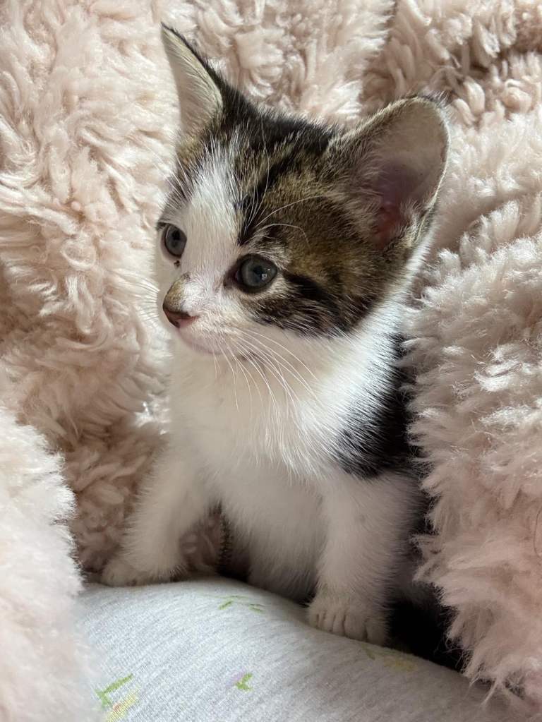 Tabby Kitten