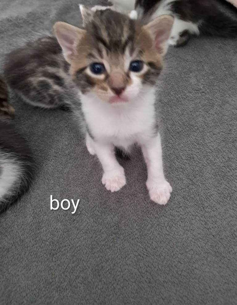6 adorable kittens