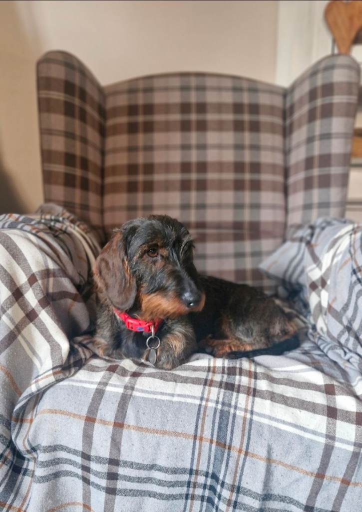 Standard Wirehaired Dachshund pups 