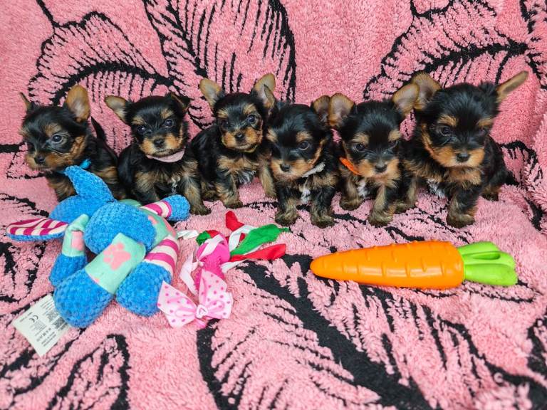 Beautiful Yorkies ❤️
