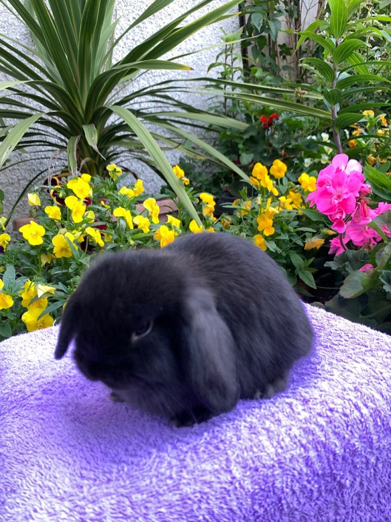Gorgeous, friendly, purebred baby mini lops 