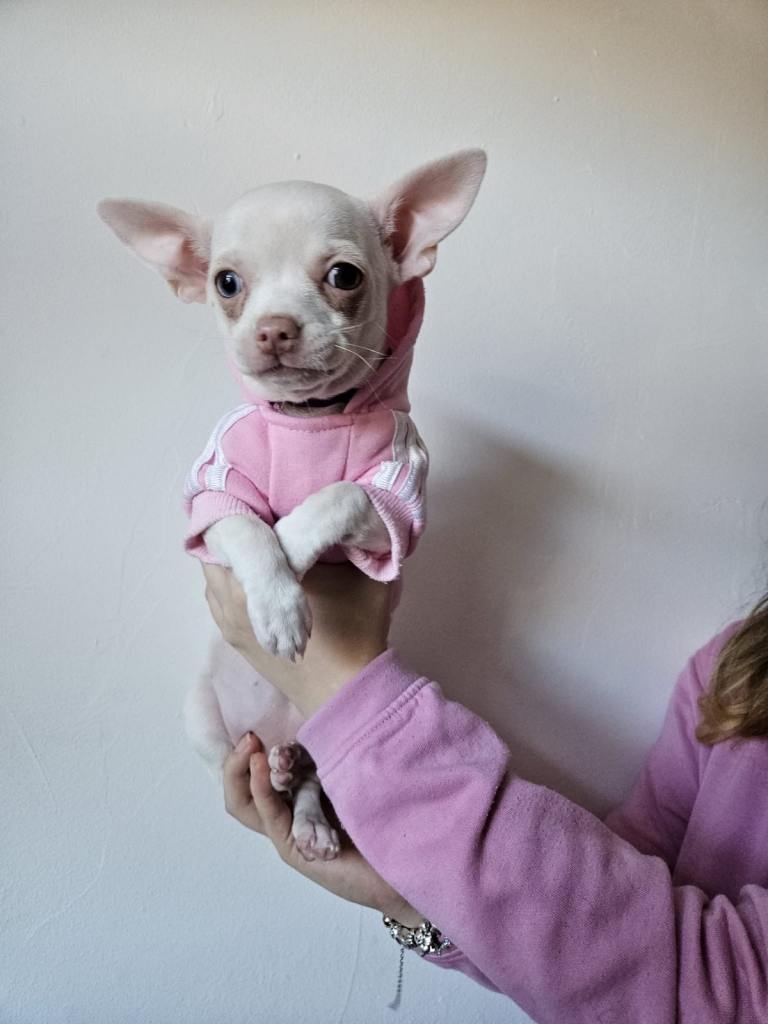 Chihuahua puppies for sale 