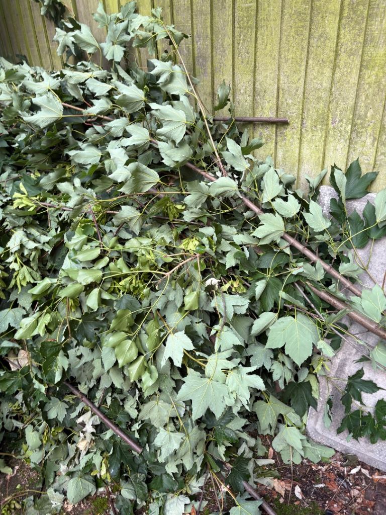 Freshly Cut Garden Branches and Leaves