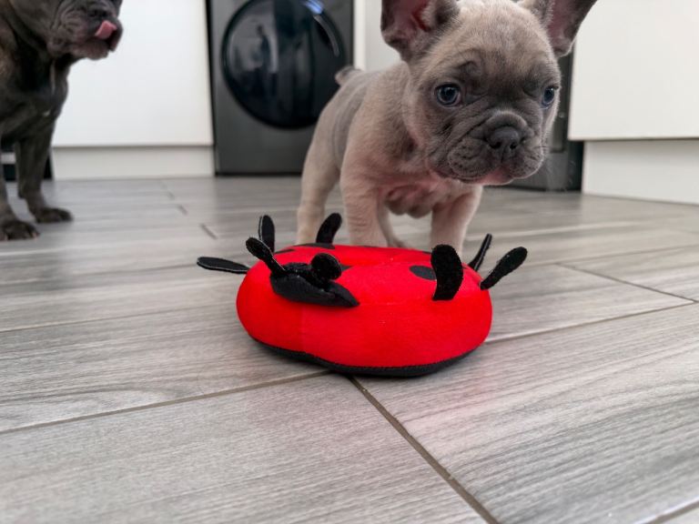French Bulldog Puppies KC reg 
