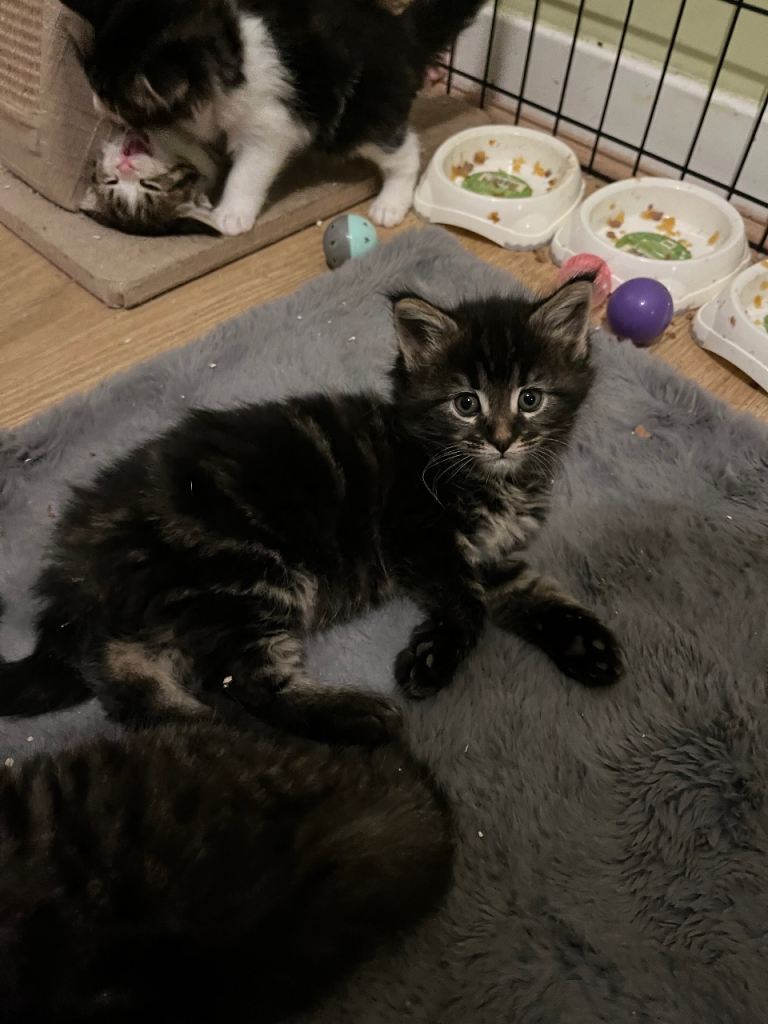 Maine coon x Ragdoll breed kittens for sale