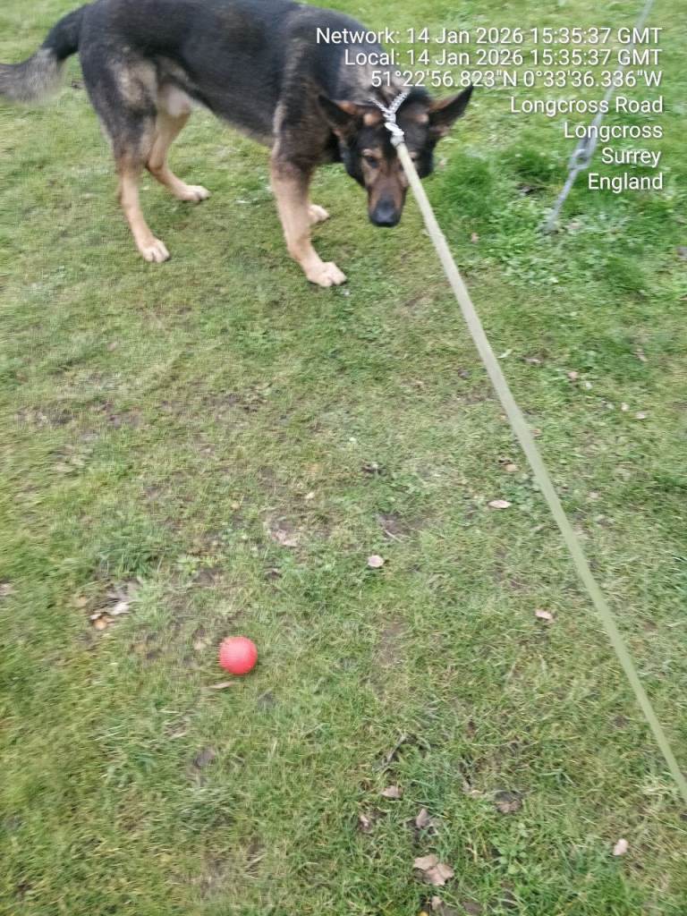 Rehoming my German shepherd 