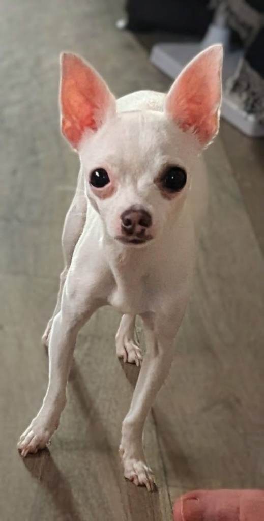 Chichuhu and papillon mix