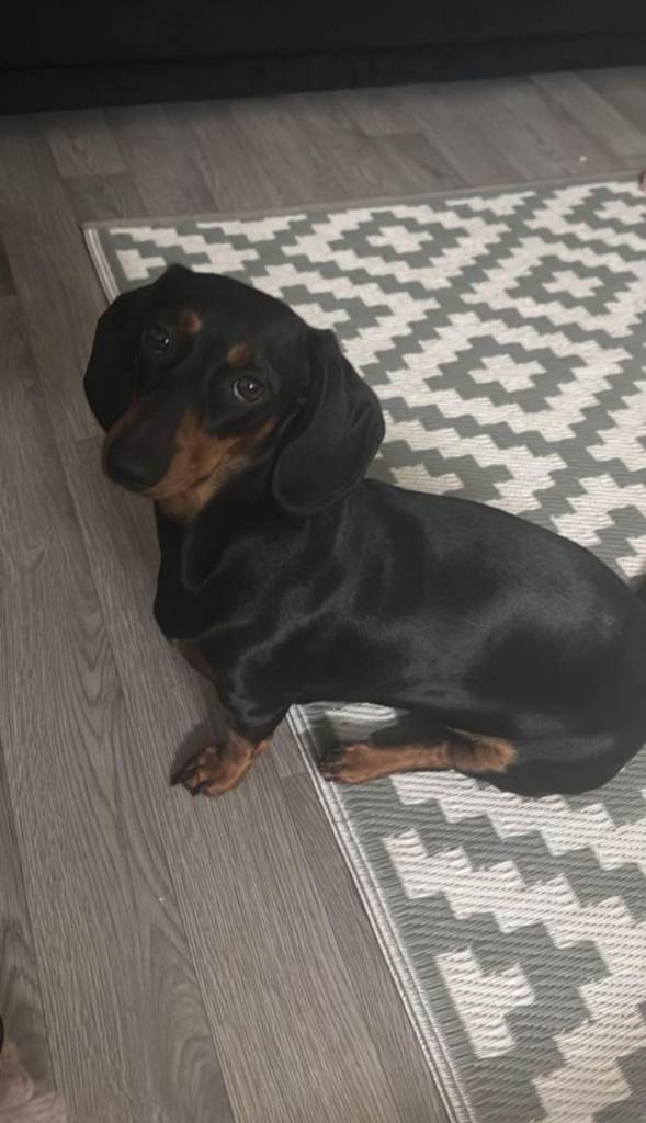 Miniature dachshund 