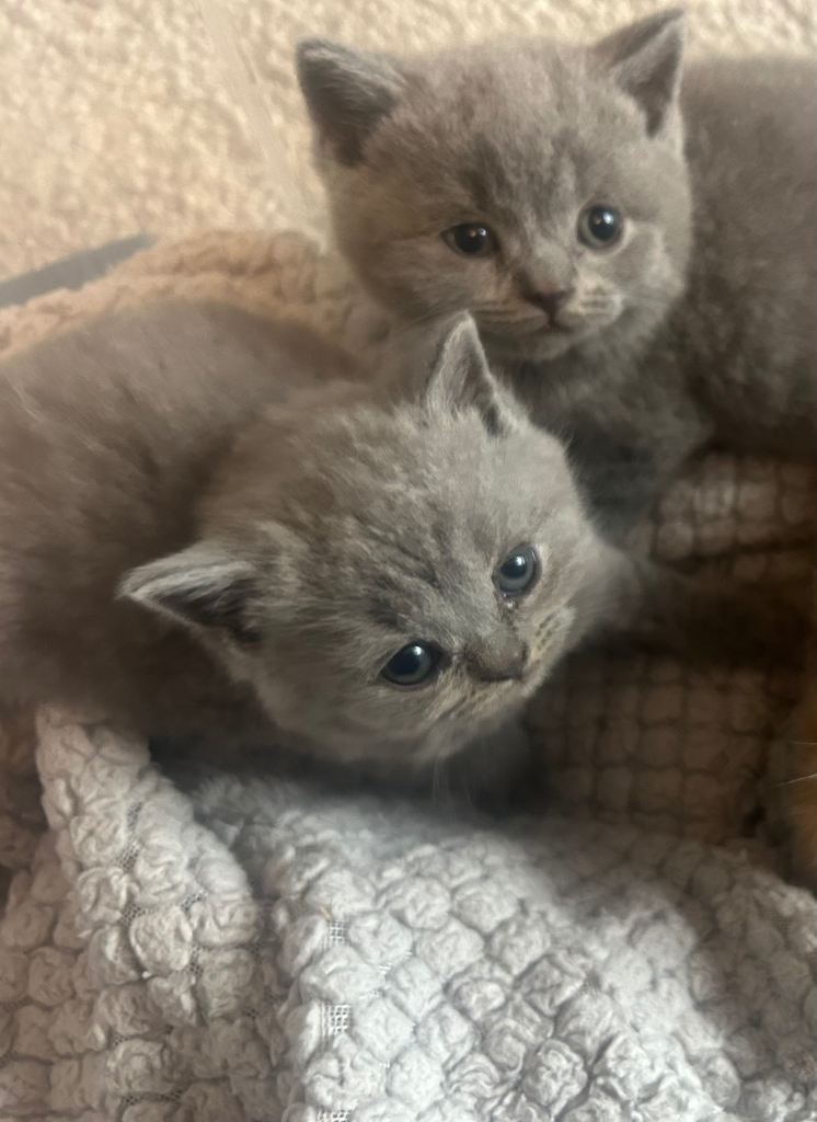 British short hair kittens