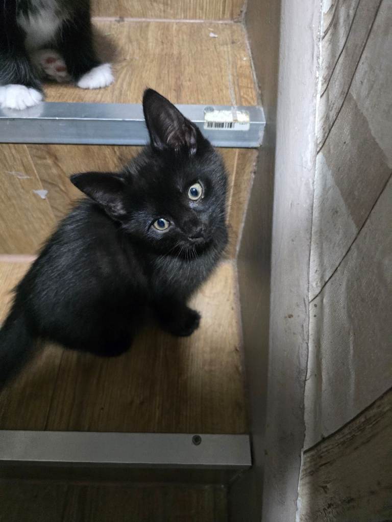 3 kittens for sale 