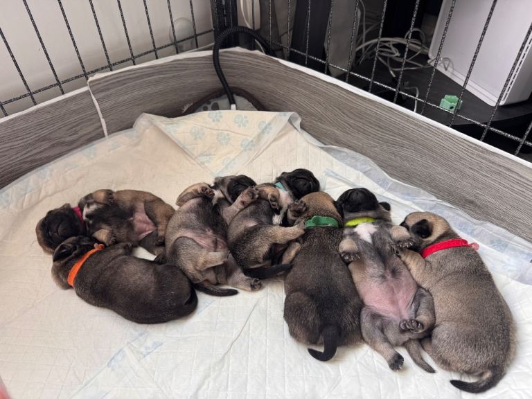 Pug puppy kc registered 