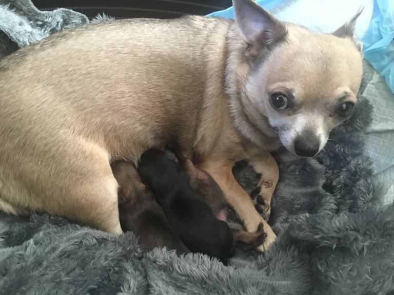 Chihuahua pups for sale update, the wee black boy has been reserved. Two females left!