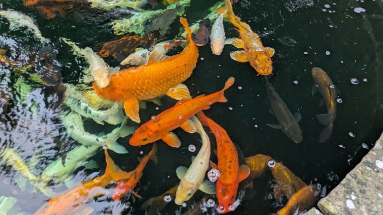 Koi - Various - 10-26"