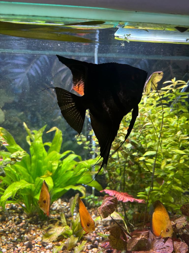 Big Angel Fish