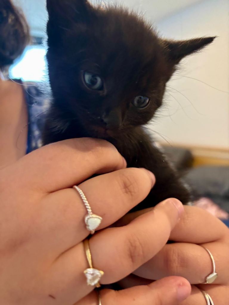 Beautiful black kitten