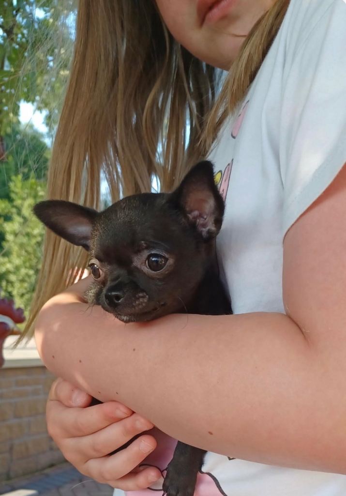 Tiny chihuahua girl