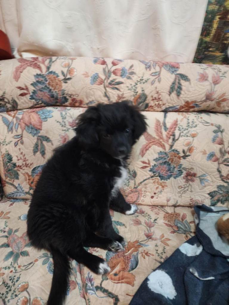 Furry puppies looking for new home 