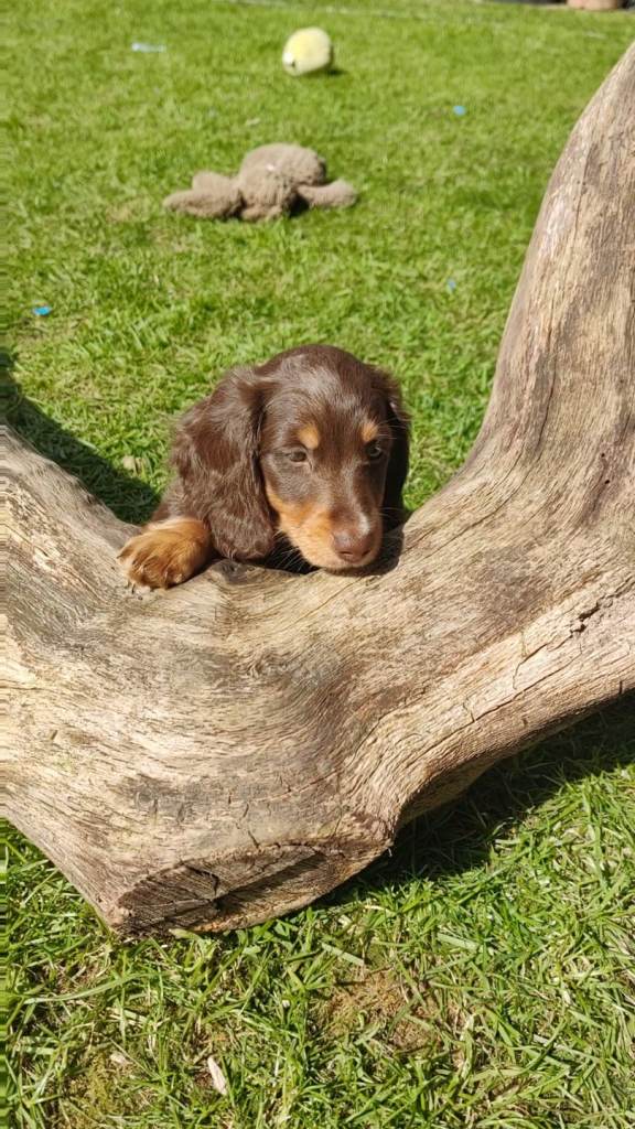 Puppies long-haired dachshund