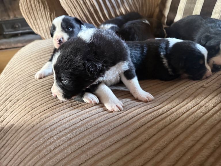 Border collies puppies 