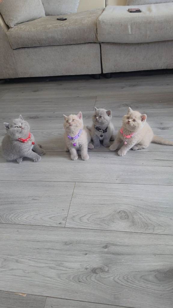 British short hair kittens gccf registered 