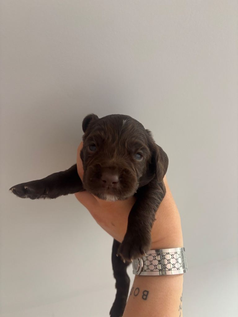 Cocker Spaniel Puppies | in Stonehaven, Aberdeenshire | Gumtree