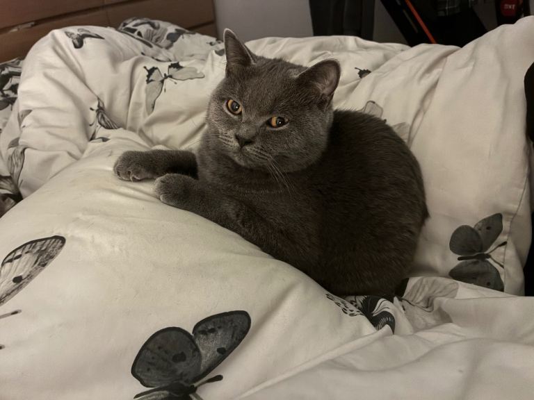 5 month old male kitten  British shorthair 